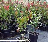 immergrüne Zwerg - Glanzmispel Photinia fraseri Little Red Robin 40-60 cm hoch im 3 L