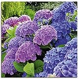 Artland Leinwandbilder Wandbild Bild auf Leinwand 70x70 cm Hortensien Botanik Blumen Blüten Garten Natur Pflanze T4QJ