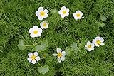 4er-Set im Gratis-Pflanzkorb - Klärpflanze! - Ranunculus aquatilis - Wasserhahnenfuß, weiß- Wasserpflanzen W