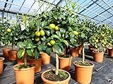 Kumquat Zwergorange Fortunella margarita Citrus Zitrus 60-80 cm Zitruspflanze B