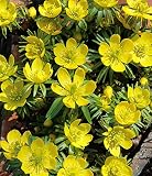 Winterlinge Eranthis Cilicica (50 Blumenzwiebeln)
