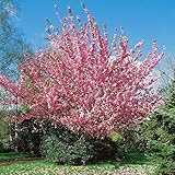 Prunus serrulata Kanzan auf Stamm - Japanische Nelkenkirsche, Höhe: 180-190 cm + Düng