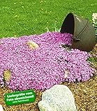 BALDUR Garten Teppichphlox Emerald Pink winterharter Bodendecker 9 Pflanzen Polsterphlox Polster-Flammenblume Polsterstauden Teppichphlox Moosphlox mehrjährig Phlox sub