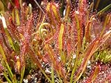 Seedeo Sonnentau (Drosera capensis) 50 Samen inkl. Anzuchtsub