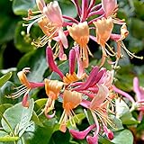 Lonicera henryi | 2er Set Geissblatt Winterhart mit orange-rosa Blüte | Immergrüne Pflanzen | Kletterpflanzen Winterhart Schnellwachsend | Höhe 55-65cm | Topf-Ø 15
