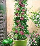 BALDUR Garten Winterharte Passionsblumen 'Ladybirds Dream', 1 Pflanze, Passiflora mehrjährig