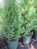 Thuja occidentalis Smaragd - Lebensbaum Smaragd - Preis nach Größe und Stückzahl 40-60cm/Einzelp