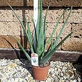 Echte Aloe Vera,medizinisch,bis zu 70cm, sehr große Pflanzen im 2,5ltr C