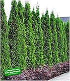 BALDUR Garten Thuja occidentalis Smaragd Lebensbaum,10 Pflanzen Thujaheck