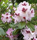 Großblumige Rhododendron Herbstfreude 30-40cm - Alp