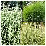 Carex Seggen Schilf Gräser 6er-SET | Ziergras Winterharter Schilf Mehrjährig | Miscanthus sinensis Gracillimus + Strictus + Variegatus | Höhe 40-50 cm | Topf-Ø 19