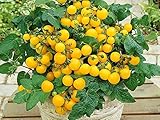 Balkontomate - Buschtomate - gelbe Cherry - Windowbox yellow - 20 S