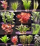 10 Bunde mit über 80 Aquarium-Pflanzen - großes buntes Sortiment für EIN 100 Liter Aquarium, Wasserpflanzen für Vorne, Mitte und H