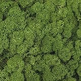 1 Kiste Echtes Moos - Natur Dekomoos zum basteln in verschiedenen frischen Sorten - DIY - Islandmoos, Plattenmoos, Bollenmoos, Hügelmoos Sphagnum Moos (150 g - Island Moos grün)