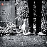 Hi-Hat Club, Vol. 6 - Haus & Garten [Explicit]