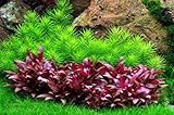 WFW wasserflora In-Vitro Mini-Papageienblatt/Alternanthera reineckii 'Mini'