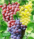 BALDUR Garten Kernlose Tafel-Trauben-Kollektion, 3 Weintrauben, Weinreben Sortiment kernlos, Pflanzen New York, Vanessa, V