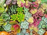 Sedum, Dachbegrünung, 50 Samen Mischung (Sedum Mixed)