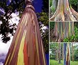 Regenbogen-Eukalyptus (Eucalyptus Deglupta) 10 S