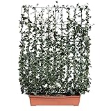 Pflanzen Kölle Hecke am laufenden Meter® Efeu, 130x100