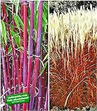 BALDUR Garten Gräser-Kollektion winterhart, 2 Pflanzen besteht aus 1 Pflanze rote Bambus Chinese Wonder Fargesia jiuzhaigou No.1 und 1 Pflanze Ziergras Indian Summer C