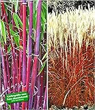 BALDUR Garten Gräser-Kollektion winterhart, 2 Pflanzen besteht aus 1 Pflanze rote Bambus Chinese Wonder Fargesia jiuzhaigou No.1 und 1 Pflanze Ziergras Indian Summer C