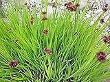 Zwergbinse - Juncus ensifolius - Wasserpflanze Repositionspflanze Winterhart für Teiche - H2O