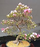 10 Japanische blühende Kirschblüten-Bonsai Samen, exotische und seltene Sakura Bonsai S