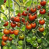 Zuckertraube Bio-Tomatensamen für ca. 10 Pflanzen - beliebte Sorte, süß und fruchtig