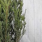 5 Stück Nicht-fruchtende Becher-Eibe Wurzelballen 175-200 cm Extra Qualtität5 Stk. Hillii Standort:Halbschatten/Schatten/Volle Sonne Winterhärte: Gut w