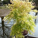 Ahorn palmatum 'Katsura' | Fächerahorn | Japanischer Garten | Höhe 25-30 cm | Topf Ø 13