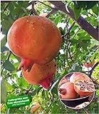 BALDUR Garten Granatapfel, 1 Pflanze Punica granatum Granatapfelbaum winterhart bis -15°C
