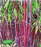 BALDUR Garten Roter Bambus 'Chinese Wonder' winterhart, 1 Pflanze Fargesia jiuzhaigou No.1 bildet Keine Wurzelausläufer, schnell w