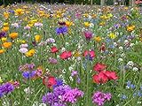 Blumenwiese mit 65 Wildkräuterarten, fünfjährige Bienenweide, insektenfreundliche Blühwiese, wilde mehrjährige winterharte Samenmischung für Bienen Hummeln und Schmetterlinge, Blumenwiesen (20qm)