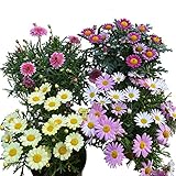 XINDUO Lange Blütezeit winterhart,Gerbera Pflanze Topf Innenblumenart 5-Orange,Blumensamen für Garten Balk