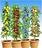 BALDUR Garten Säulen-Obst-Kollektion Birne, Kirsche, Pflaume & Apfel, 4 Pflanzen als Säule Birnbaum, Kirschbaum, Pflaumenbaum, Apfelb