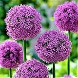 10x Blumenzwiebeln RIESEN ZIERLAUCH Allium' Fireworks' mit beeindruckender Blü
