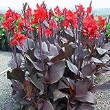 TOYHEART 20 Stück Premium-Blumensamen, Canna-Samen Süß Leicht Zu Pflanzende Rote Hydrophile Indien-Landpflanzen Für Zu H