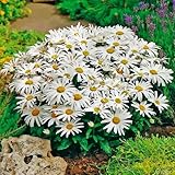 Margerite 'Silberprinzesschen' (Leucanthemum x superbum) - 1