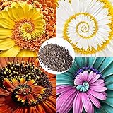 Oce180anYLVUK Spiral Chrysanthemum Seed, 1 Beutel Spiral Chrysanthemum Seed Seltener Neuartiger Dekorativer Wundersamer Blumensamen Für Den Garten Mixed Color Miracle Daisy S