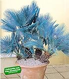 BALDUR Garten Winterharte Blaue Zwerg-Palmen, 1 Pflanze, Chamaerops humilis Cerifera Fächerp