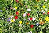 60 Arten - Blumenwiesen-Mischung ohne Gras - Samen (1 Beutel x 2 Gramm)