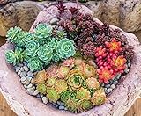 Sedum Mischung - min. 300 S