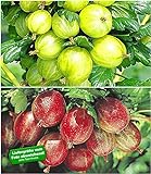 BALDUR Garten Stachelbeer-Sträucher-Set, 2 Pflanzen Ribes 'Gelbe Invicta®' und 'Rote Spinefree®'