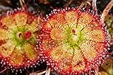 Drosera Sessilifolia 10 Samen,Fleischfressende Pflanze, S