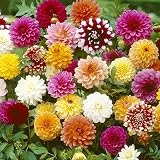 Dahlienblumensamen 30+ Riesenblumensamen Bunte gemischte Samen für Haus/Garten/Außen/Hof/B