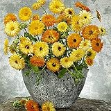 CHTING Schöne 100 Stück Gemischt Calendula Samen Zum Pflanzen Im Freien Einfach Zu Kultivieren Einzigartige Gartenblumen Geeignet Für Anfäng