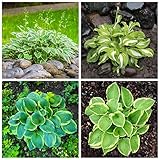 Funkien Pflanze Winterhart Fetthenne Pflanze Blumensamen Geschenke FüR Gartenfreunde Gartendeko FüR DraußEn Bonsai Samen Hosta Blumendeko Garten Pflanzen Hosta Bodendecker 100 Funkien Bonsai S