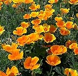 Kalifornischer Goldmohn - Mohn - 1000 S
