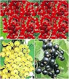 BALDUR Garten Johannisbeer-Kollektion schwarz, rot + weiß, 3 Pflanzen Ribes Titania®, Versailler® und Rovada® Johannisbeersträucher Beerenobst w